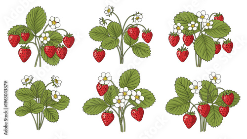 Detailed botanical illustrations of strawberry plants featuring ripe red berries green leaves and small white flowers.
