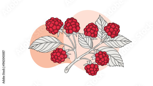 Realistic botanical illustration of a raspberry branch with ripe red berries and leaves over abstract peach background shapes.
