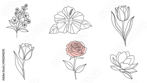 Collection of line art flower sketches including tulips roses hibiscus and magnolia with a single pink rose accent.