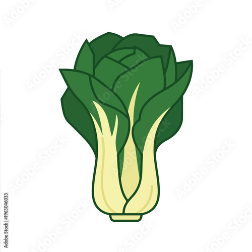 Fresh Green Bok Choy Pak Choi Cabbage Vector
