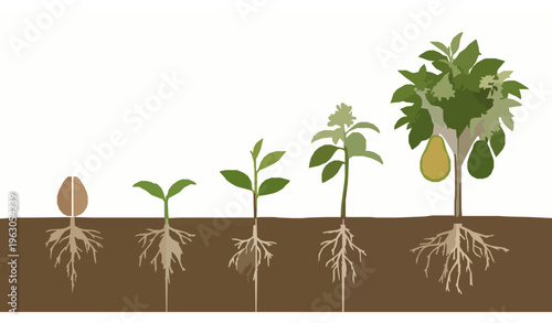 Avocado Growth Stages Vertical Diagram Showing Roots Flowers and Fruit Vector Illustration