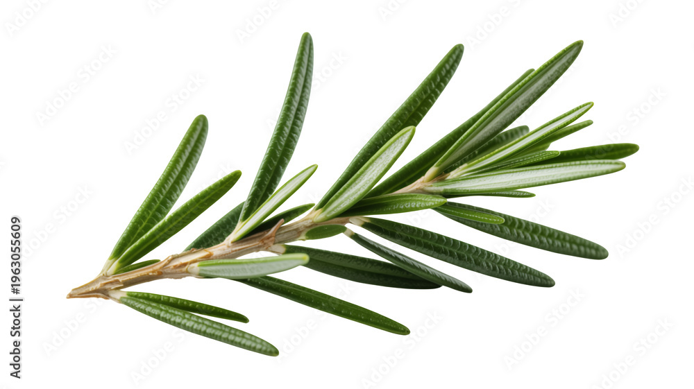 Fototapeta premium Green rosemary herb branch on black leaves isolated on a transparent background