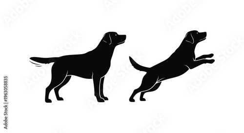 Two labrador retrievers are depicted in contrasting poses one standing and one jumping shown as a striking silhouette high quality professional