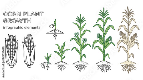 Corn plant growth stages infographic with roots and cob illustration.