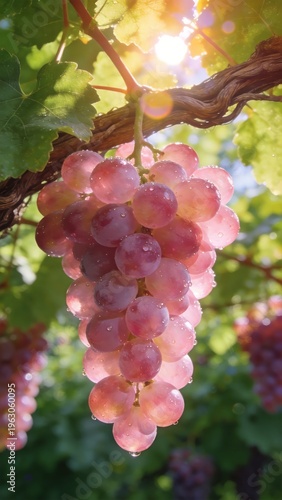 Cluster of pink grapes on vine
