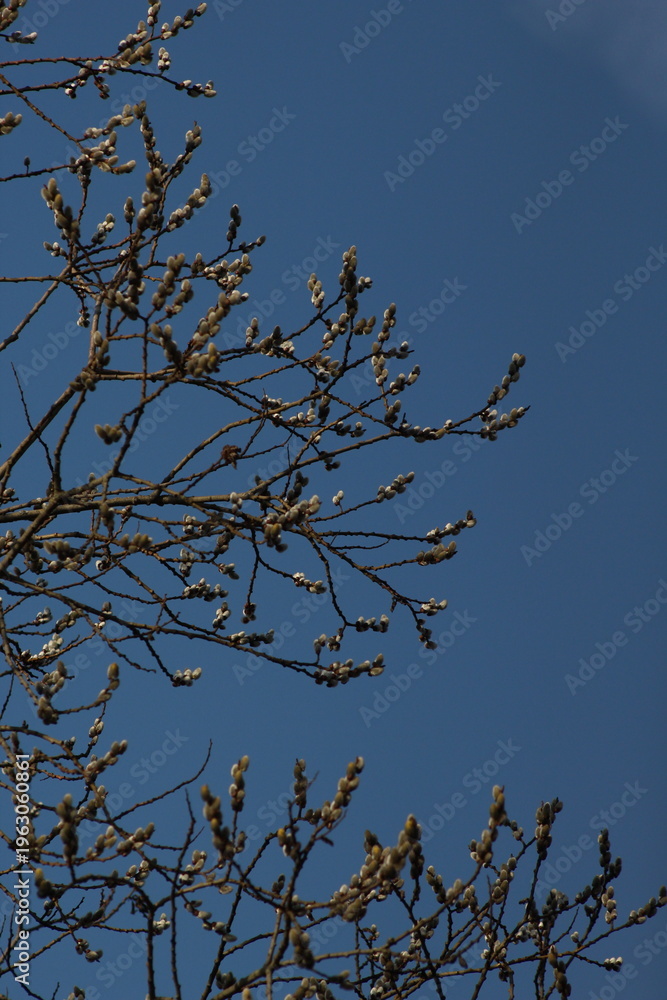 Obraz premium tree branches against blue sky