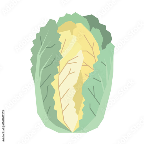 Crinkly Green Napa Cabbage Chinese Leaf Vector