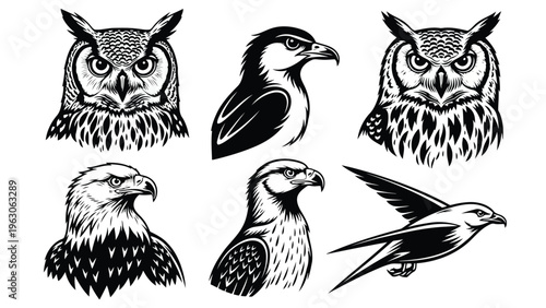A collection of detailed black and white illustrations depicting various raptor birds of prey