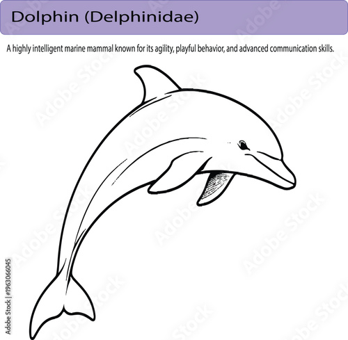 A minimal realistic line art illustration of a dolphin in a gentle curved swimming pose, featuring smooth flowing lines and accurate anatomy. The clean vector outline and balanced composition create a