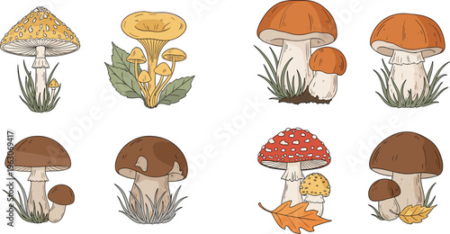 Forest mushrooms vector set with wild fungi, boletus, toadstools, grass and autumn leaves in natural hand drawn flat illustration style