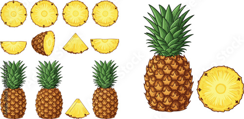 Pineapple collection with whole fruit and slices, tropical juicy pineapple vector illustration set