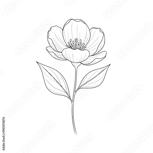 Hand drawn jasmine flower with leaves, botanical illustration