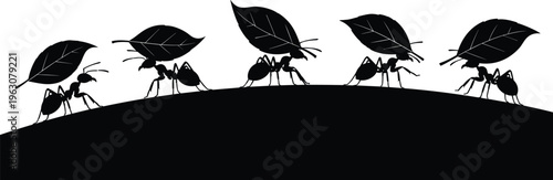 Ants carrying leaves in line silhouette isolated on white background teamwork cooperation nature insect behavior concept vector illustration design