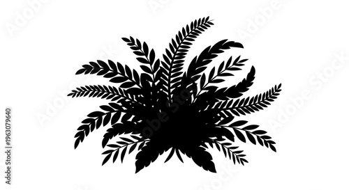 Silhouette of a lush fern plant with multiple fronds.
