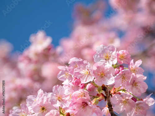 満開のサクラの花　陽光