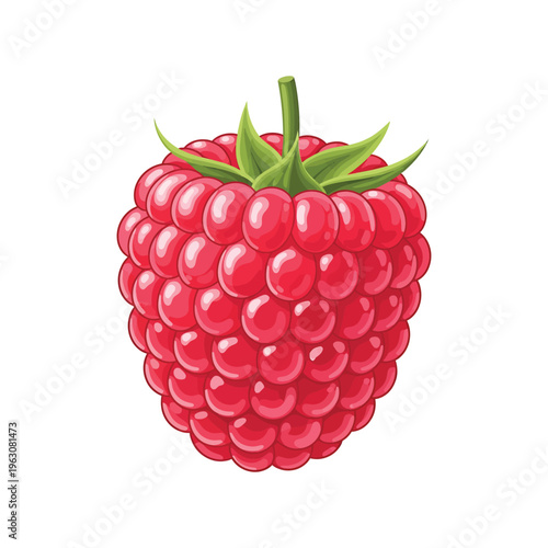 Fresh red raspberry vector illustration, ripe garden berry with green stem and leaves, sweet organic fruit icon isolated on white background
