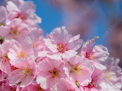 満開のサクラの花　陽光