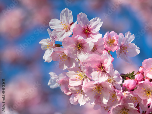 満開のサクラの花　陽光