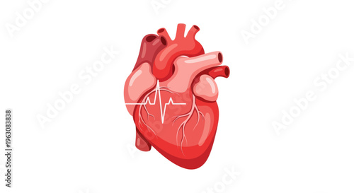Anatomy of a human heart organ.