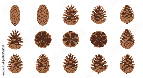 Pine cones on white background.