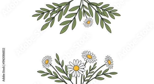 White daisies with green leaves flowers.