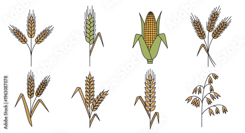 Wheat Ears Agricultural Food Crops.