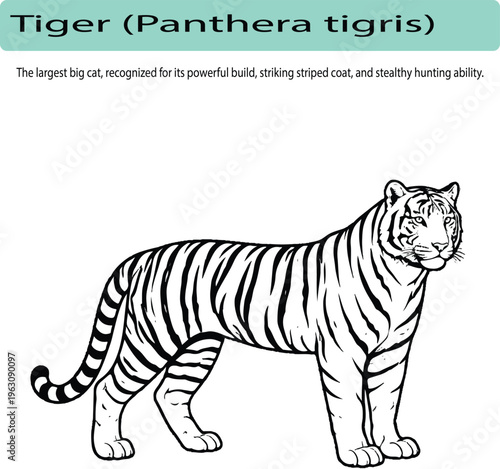A minimal realistic line art illustration of a tiger in side profile, with clean vector lines and a simplified stripe pattern. The artwork emphasizes accurate proportions and a strong, balanced stance