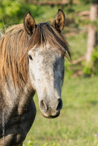 Portrait of a horse.