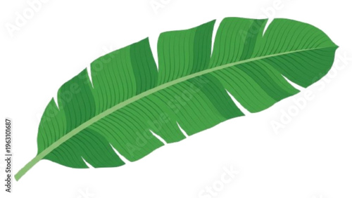 Vibrant Green Banana Leaf Tropical Plant Illustration