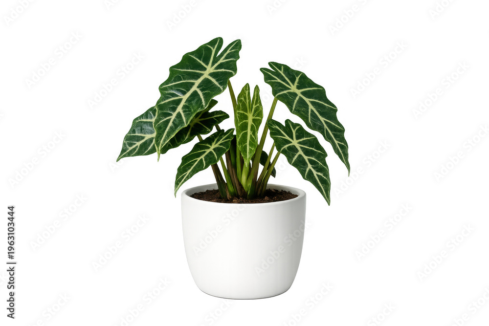Fototapeta premium Alocasia amazonica polly houseplant in white pot