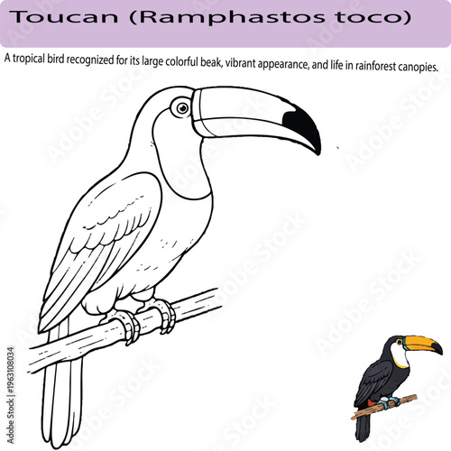 A minimal realistic line art illustration of a toucan perched on a branch, with a large detailed beak and clean vector lines. The composition includes a small colored version highlighting the bird’s v