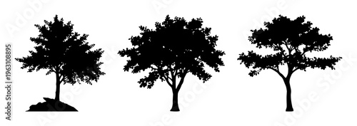 Leafy deciduous tree silhouette set with clean smooth lines and wide spreading canopy on stark white background featuring vector, minimalism, black silhouette with broad canopy and oval leaves