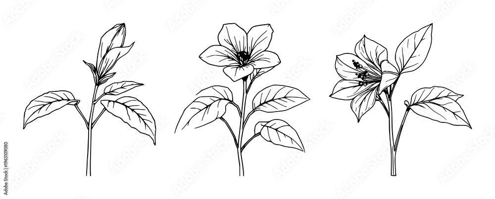 Fototapeta premium Fine line art of a tobacco plant flower and leaves, vintage botanical aesthetic, isolated on white background. set with simple line art design featuring simple design, minimalist, black and white w...