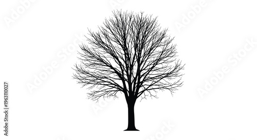 Detailed black silhouette of a large bare deciduous tree with numerous branches and twigs isolated on a stark white background for contrast.