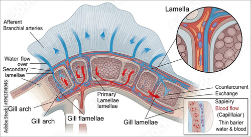 Fish Gill Anatomy and Countercurrent Gas Exchange Mechanism