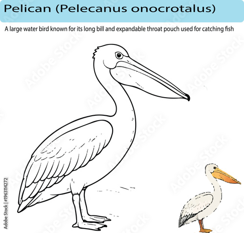 A minimal realistic line art illustration of a pelican in side view, emphasizing its long bill and distinctive throat pouch with simple clean lines. A small colored version adds natural tones while ma