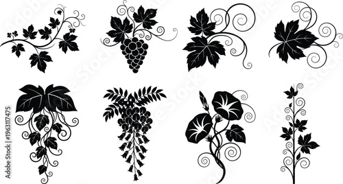 Decorative grape vine silhouettes collection with leaves and swirls, floral ornamental design elements, botanical illustration set, vintage style isolated on white background
