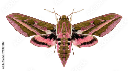 Macro Shot of a Pink and Green Elephant Hawk Moth Isolated on White Background