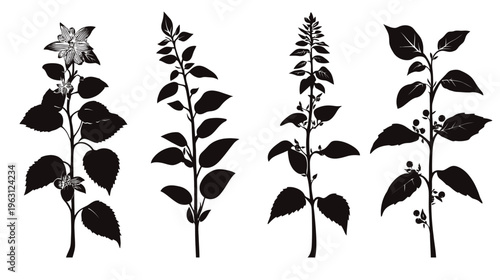 Silhouettes of diverse flowering plant stems, leaves, and various detailed floral structures