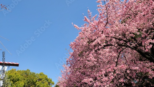 青空と桜