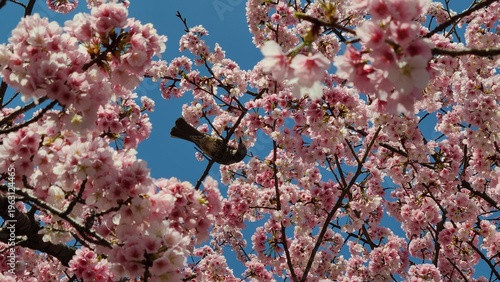 桜と小鳥