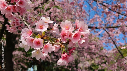 ピンク色の桜