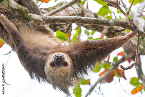 Bild auf Leinwand male two toed sloth (Choloepus didactylus) hanging upside down and climbing on almond tree