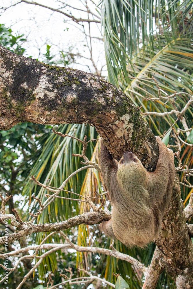 Naklejka premium male two toed sloth (Choloepus didactylus) hanging upside down and climbing on almond tree. Beach, Punta Uva, Limon, Caribbean, Costa Rica.