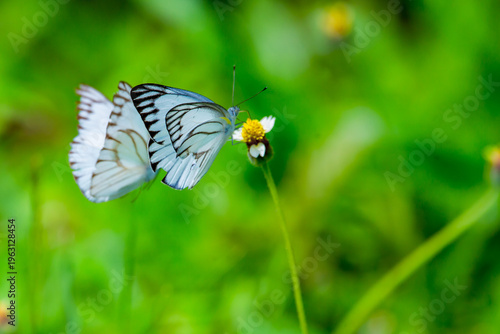 Nature of butterfly and flower in garden 
