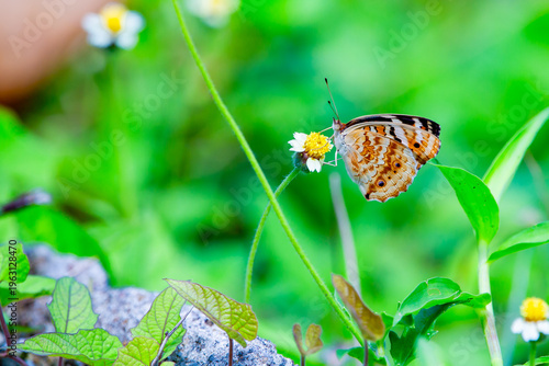 Nature of butterfly and flower in garden 