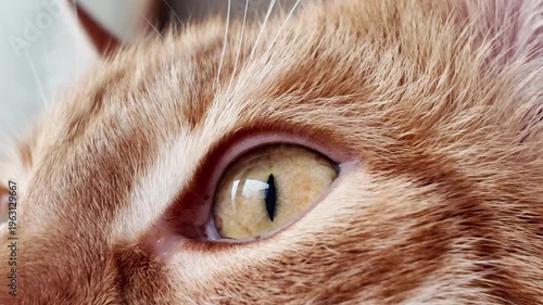 close up of cats eye, the eye of the cat closing and opening