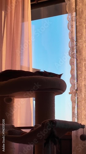 close up of cats eye, the eye of the cat closing and opening