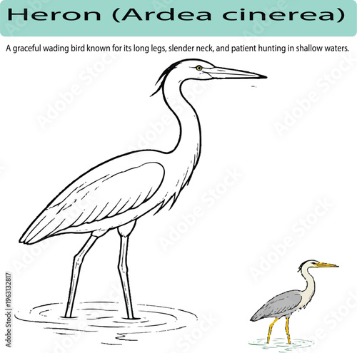 A minimal realistic line art illustration of a heron standing in shallow water, with long legs and a slender curved neck. The clean vector style is complemented by a small colored version with soft na