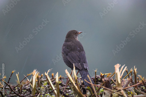 Common Blackbird in Rain on Hedge – Moody Wildlife Scene